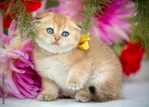 Little fold kitten sits in flowers on the nature © mak80