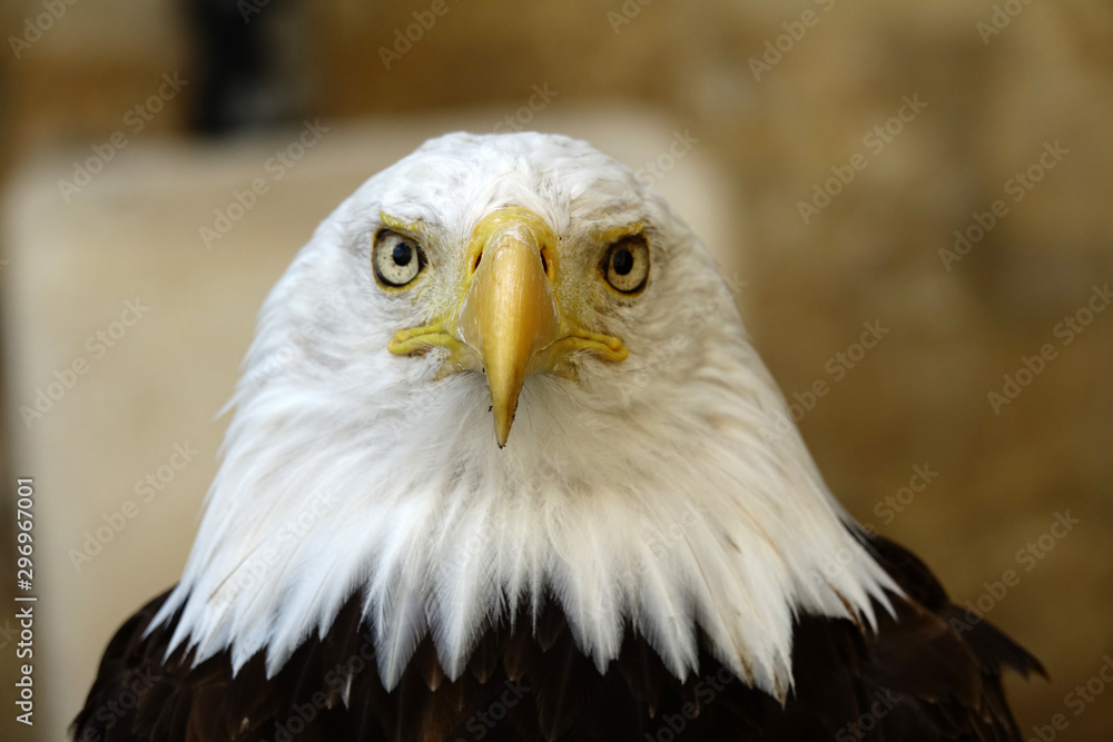 Fototapeta premium regard d'une Pygargue à tête blanche