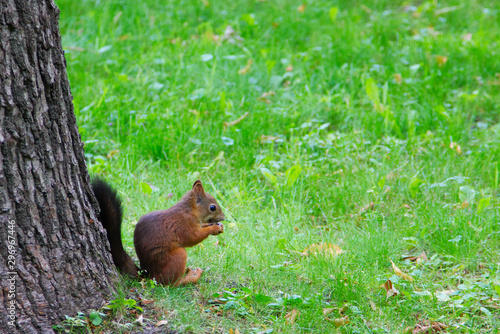 Squirrel in the summer Park under a tree in the green grass