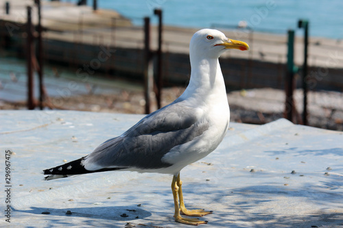 An ordinary Seagull sits on a rock and looks into the distance