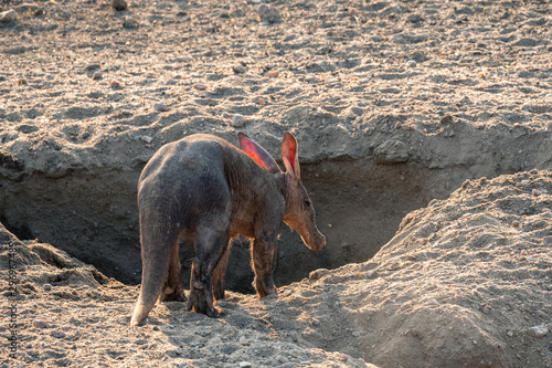 Aardvark Anteater in the Kalahari Desert, Namibia photo