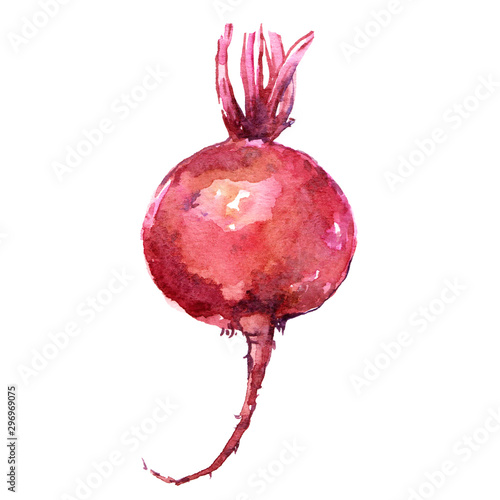 Beetroot purple vegetable watercolor illustration isolated on white background