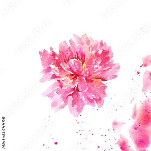Fototapeta Naklejka Na Ścianę i Meble -  Pink Peony flower with watercolor paint texture splashes and splatters illustration on white background design for poster, greeting card and wedding invitation