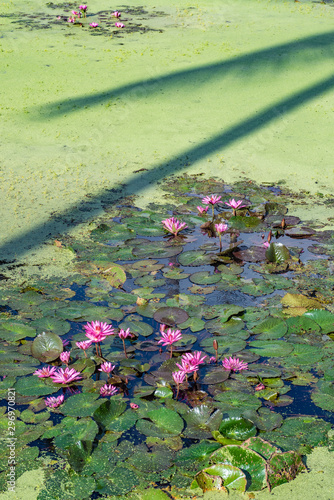 Water lilies, Asia  photo