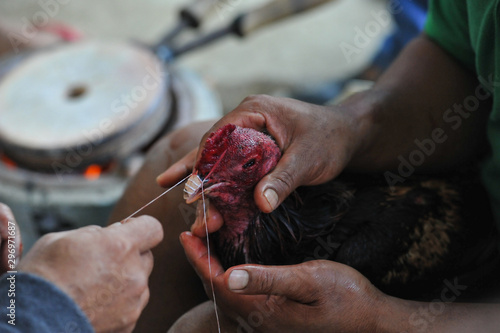 Cockfighting in Laos