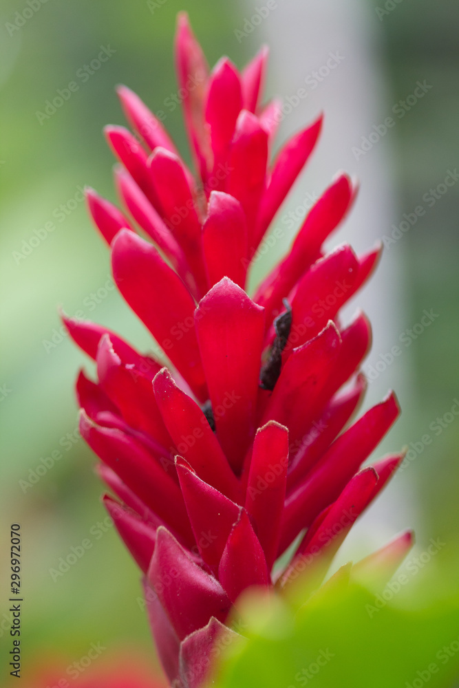 rosso rosso