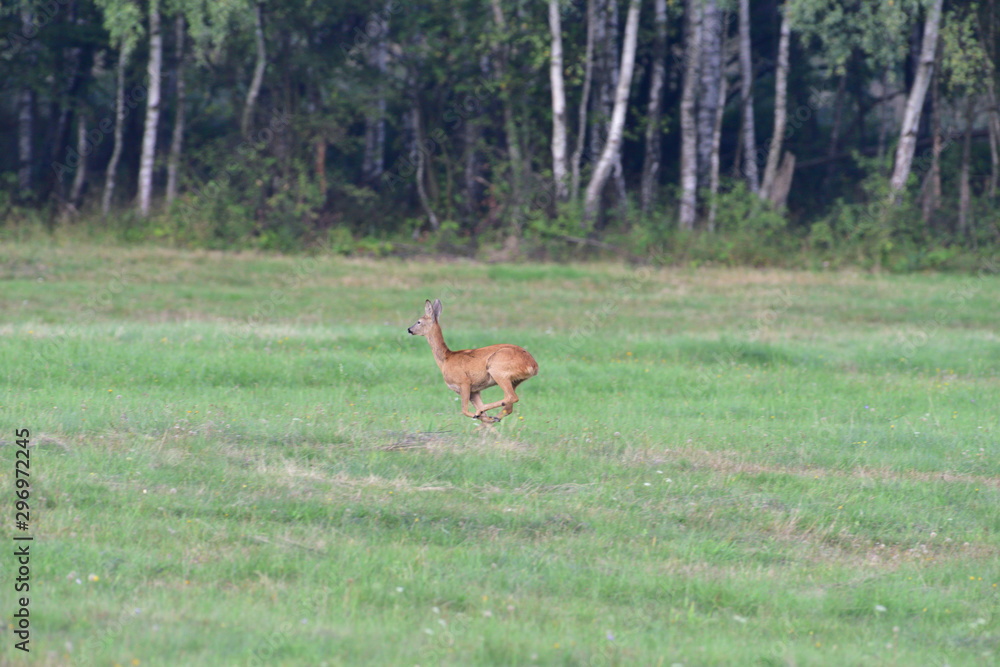 Roe running  on the green meadow in rut season