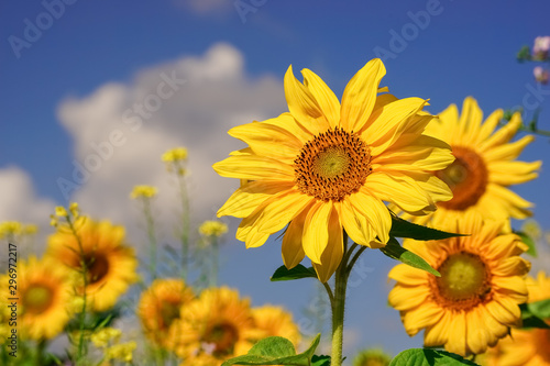 Sonnenblumen richten sich zur Sonne