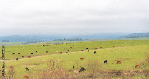 Extensive cattle field and cloudy day 01