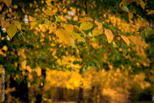 Autumm leave and blurred nature background. Colorful foliage in the park. Falling leaves natural background .Autumn season concept