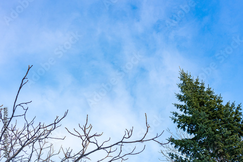 The top of the fir tree on a slightly cloudy autumn or winter day against the blue sky.