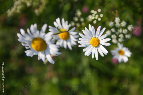 Chamomile flowers in the meadow.
