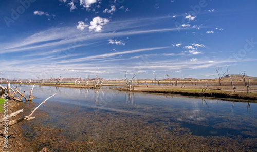 Dead trees at the swamp of Lake Argyle at the swampland with mountains in the background at the outback in Australia     wallpaper