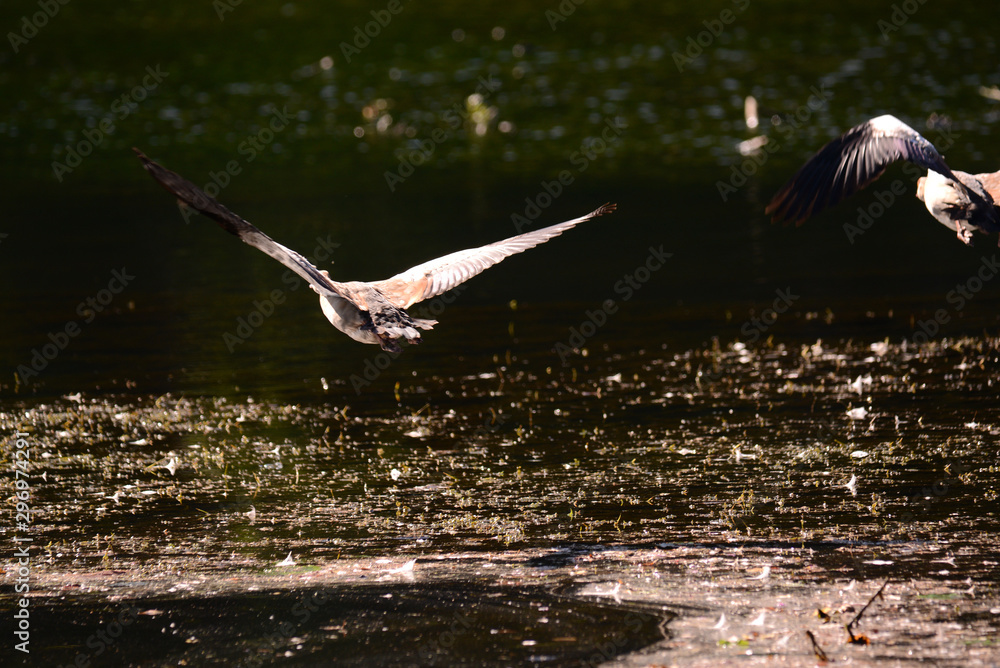 Fototapeta premium Ente im Flug