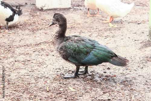 Pato
