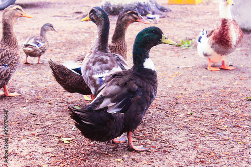 Pato