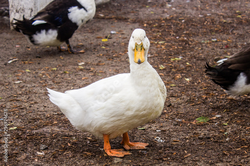 Pato