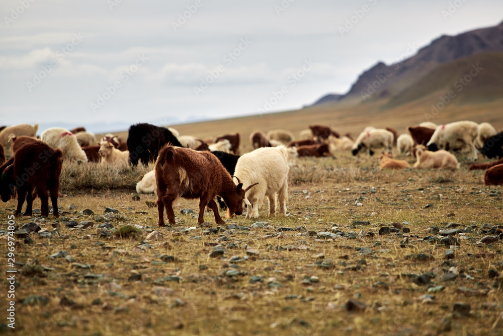 Fluffy cashmere goats on the pastures Fluffy cashmere goats on the pastures