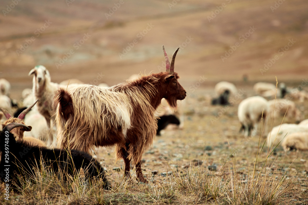 Obraz premium Fluffy cashmere goats on the pastures