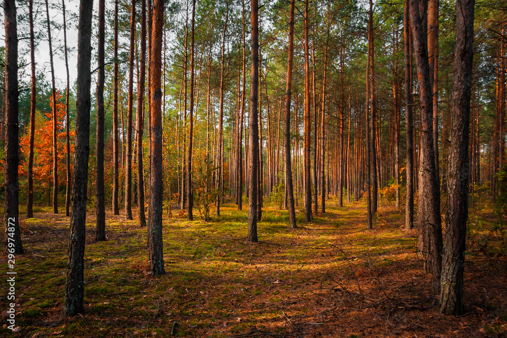 Fototapeta premium Jesień w lesie 