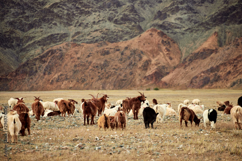 Fluffy cashmere goats on the pastures