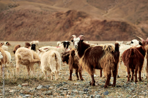 Foto Fluffy cashmere goats on the pastures