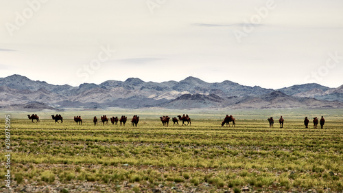 Bactrian camel in the Gobi desert of Mongolia, beautiful closeup portrait