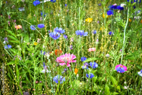 Bunte Wildblumenwiese im Sonnenlicht