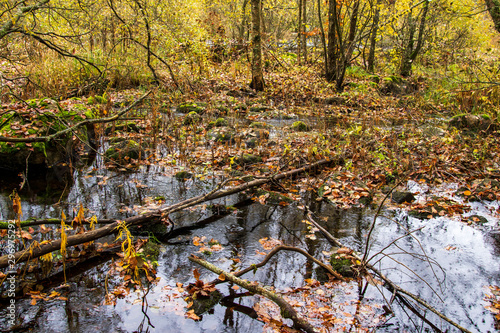 autumn in the park