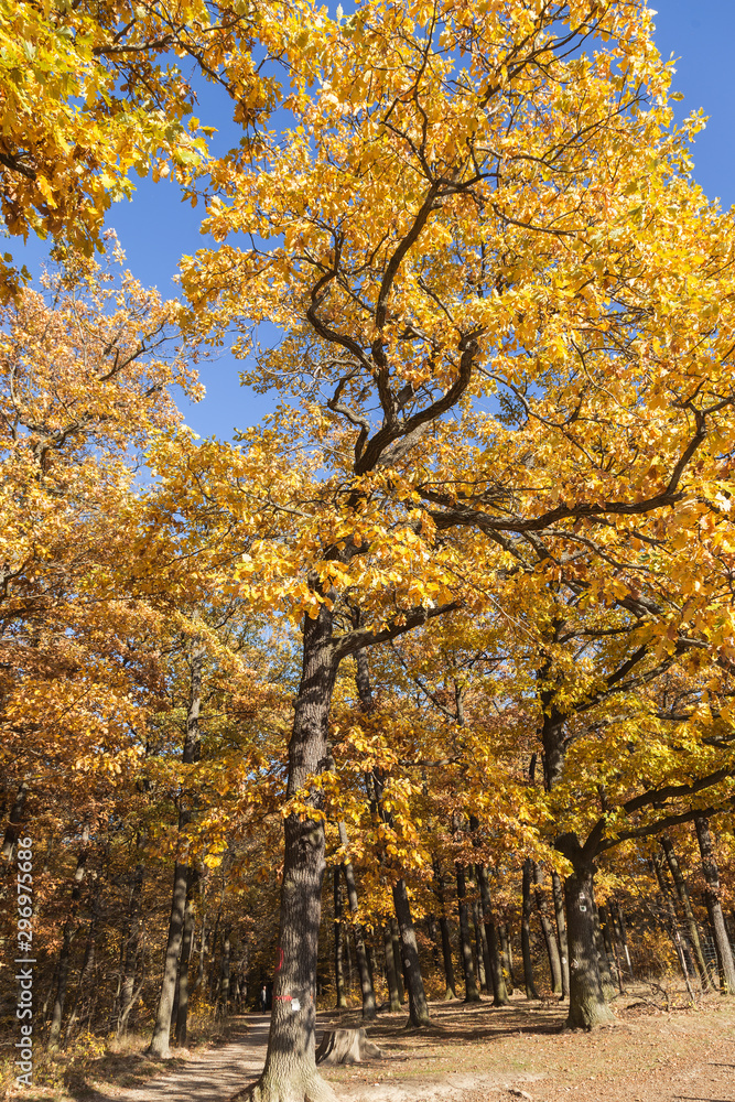 Fototapeta premium edge of the autumn forest