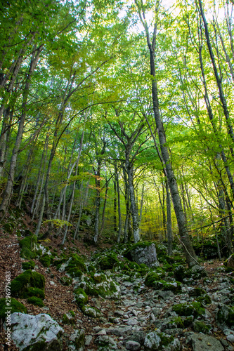 Beech woods