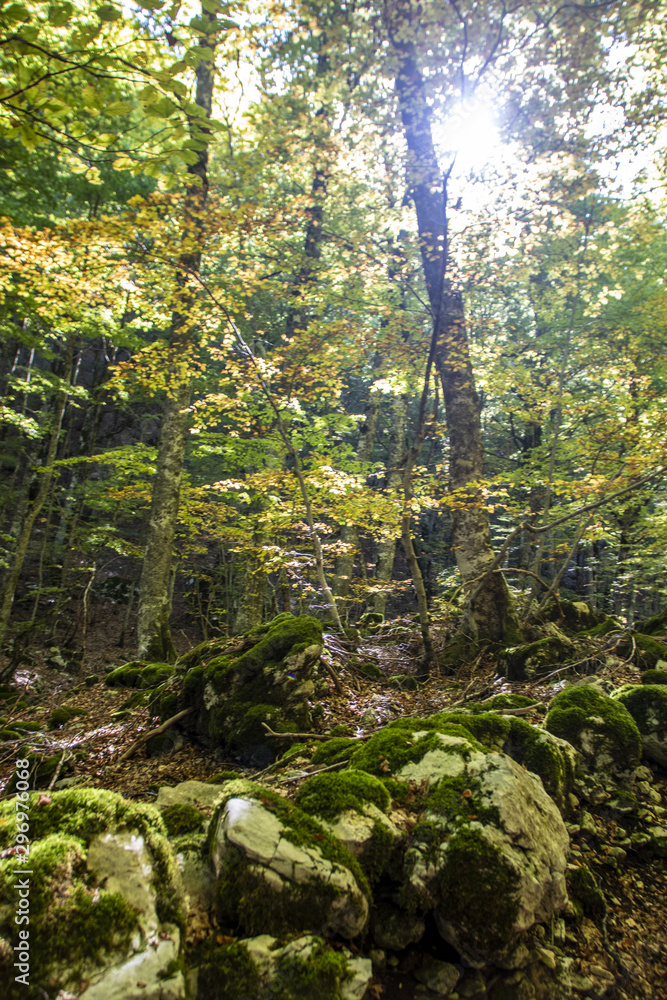 Fototapeta premium Beech woods