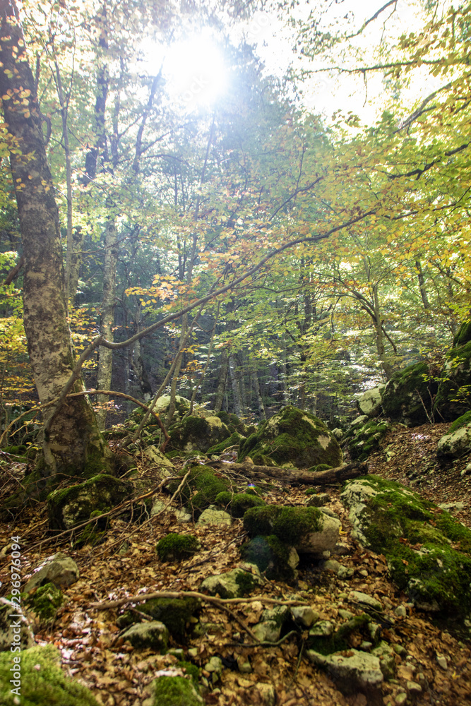 Obraz premium Beech woods