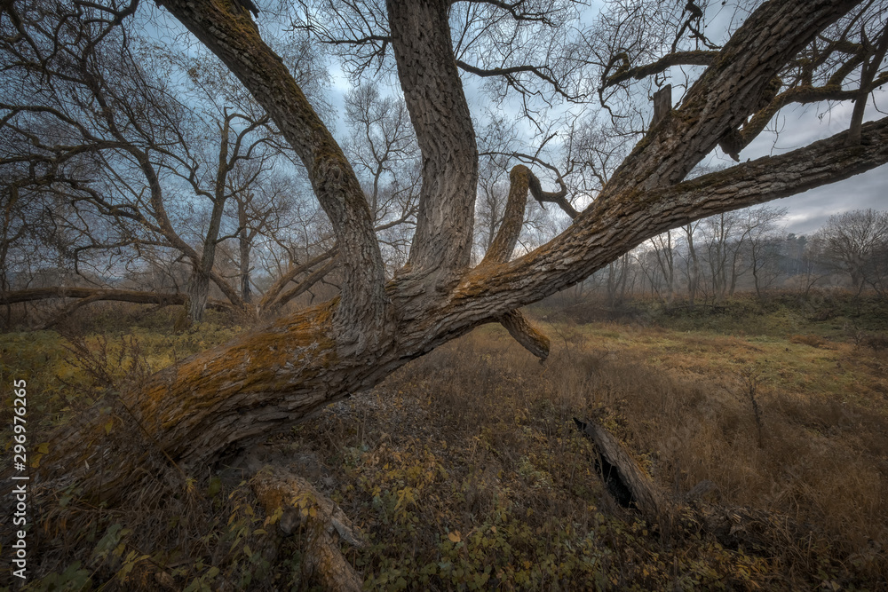 Fototapeta premium Old trees of Istra River
