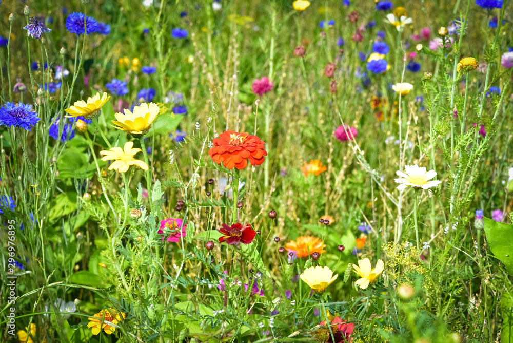 Bunte Blumenwiese im Sommer Bunte Blumenwiese im Sommer