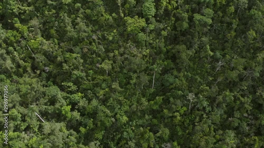 Flying upward over beautiful sunny forest with green trees Flying upward over beautiful sunny forest with green trees