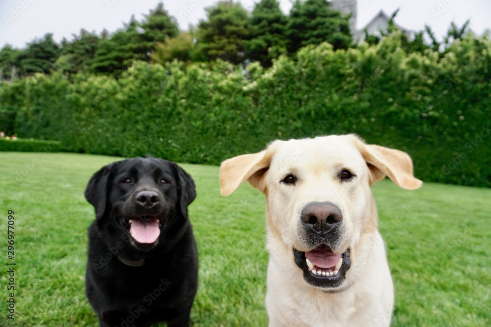 Black and Yellow Lab