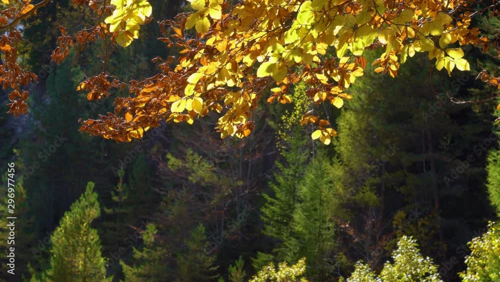 Colorful falling autumn leaves. View through the autumn foliage in the mountain forest. Autumn forest beauty. Golden tree leaves. Sun beam. Blue sky. Look up at the golden autumn leaves falling Colorful falling autumn leaves. View through the autumn foliage in the mountain forest. Autumn forest beauty. Golden tree leaves. Sun beam. Blue sky. Look up at the golden autumn leaves falling