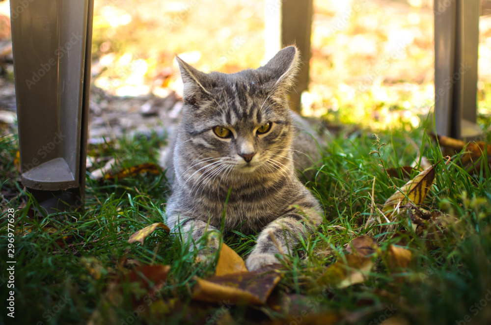 Surprised kitten outdoors with an autumn leaf