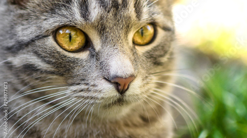 Macro photo of a gray tabby kitten