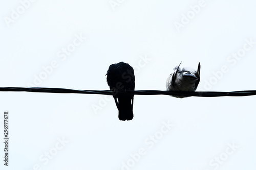 birds pigeons on wires on a light background freeze in cold autumn weather