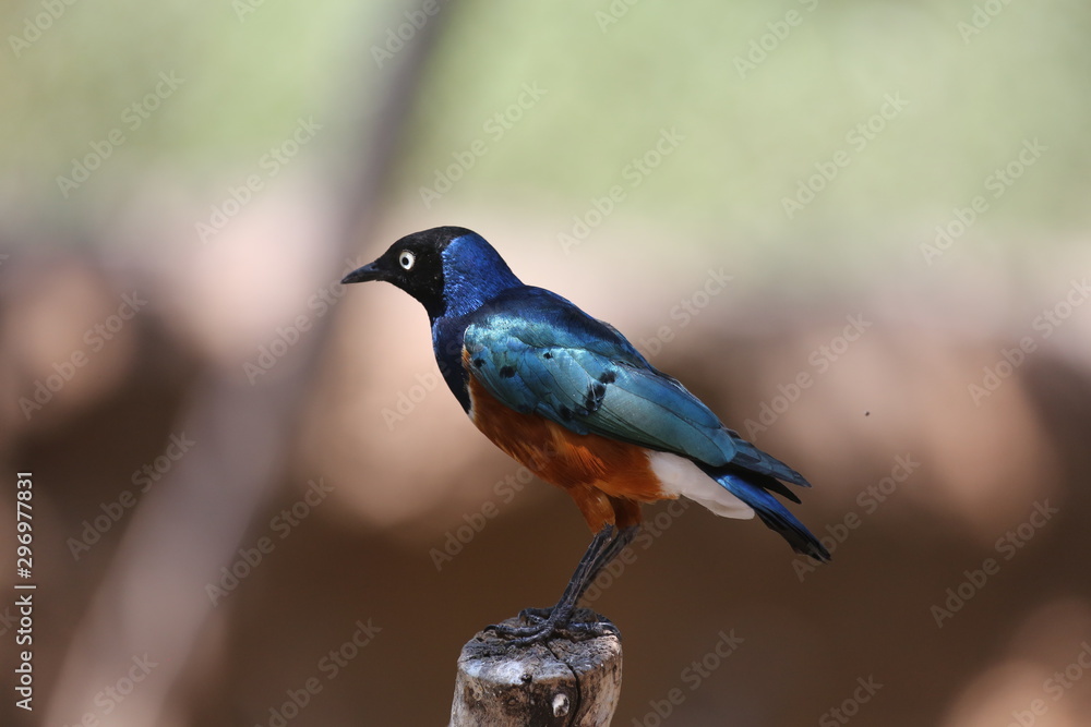 Fototapeta premium aves varias