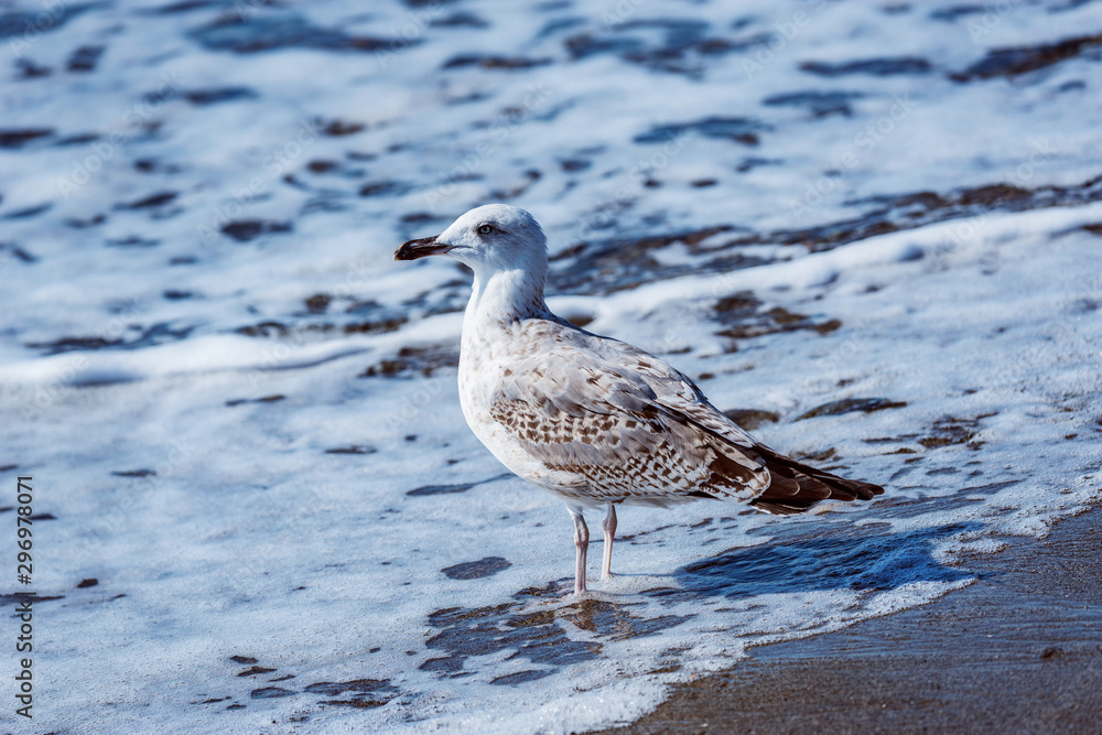 Seagull walks on the sea shore. Seagull walks on the sea shore.