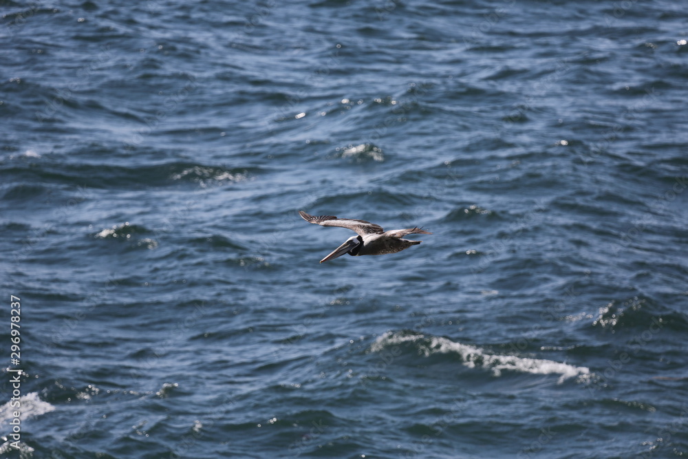 Fototapeta premium aves varias 