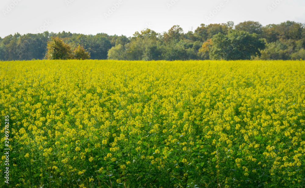 Bright yellow blooming rapeseed field. Beautiful yellow meadow. Landscape. Bright yellow blooming rapeseed field. Beautiful yellow meadow. Landscape.