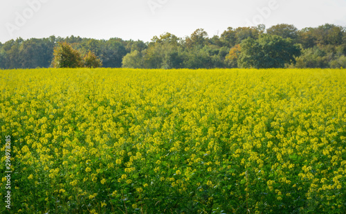 Bright yellow blooming rapeseed field. Beautiful yellow meadow. Landscape. 