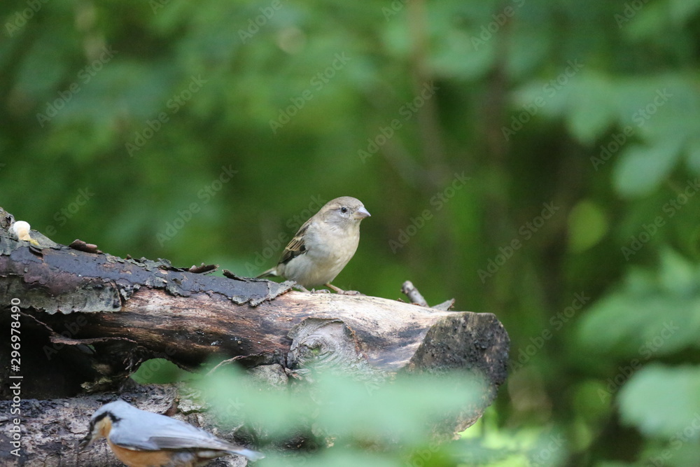 aves varias aves varias
