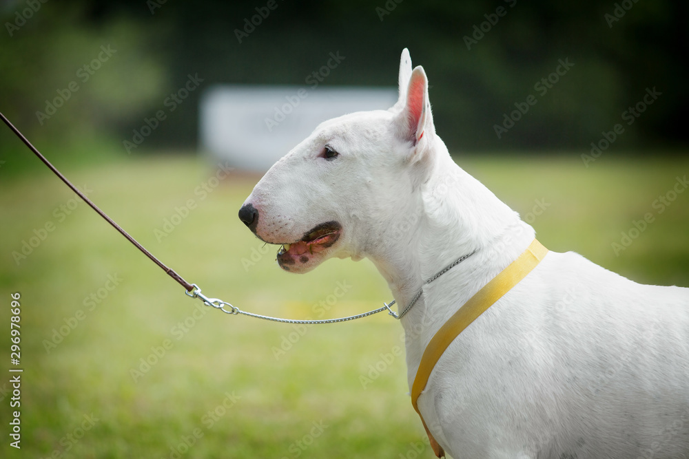 Portrait of adorable white english bull terrier