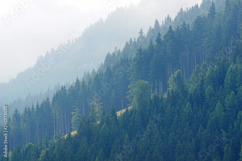 Wald mit Nebelstimmung im Gebirge photo