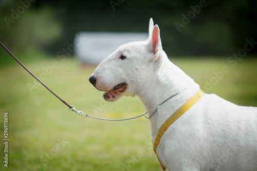 Portrait of adorable white english bull terrier